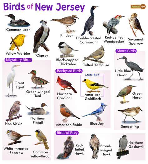 birds of new jersey