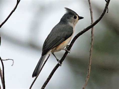 birds of north carolina Reader