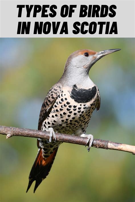 birds of nova scotia Doc