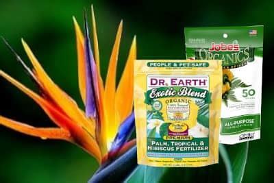 birds of paradise fertilizer