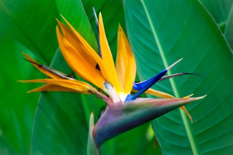 birds of paradise flower