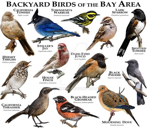 birds of san francisco and the bay area city bird guides PDF