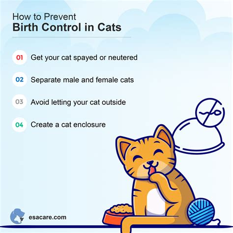 birth control for cats