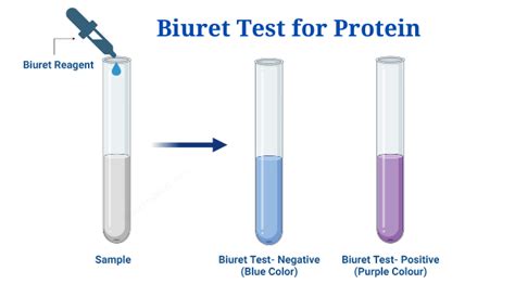 biuret method lab report Kindle Editon