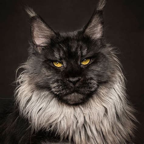 black Maine Coon