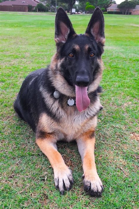 black and tan german shepherd