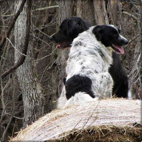 black and white great pyrenees