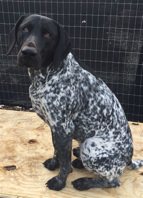 black and white pointer