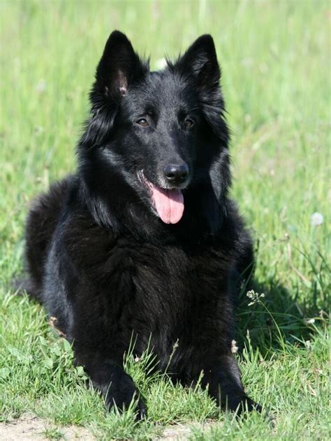 black belgian shepherd