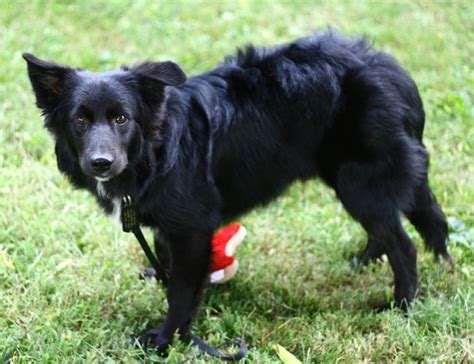 black border collie dog