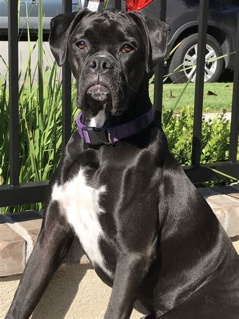 black boxer breed