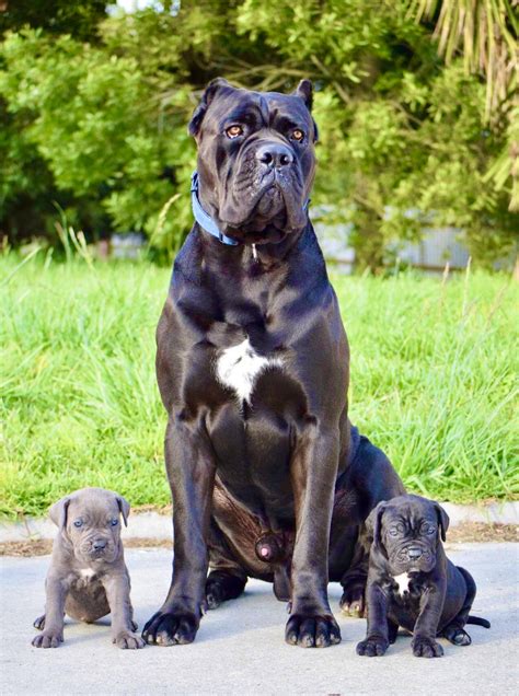 black cane corso puppies for sale