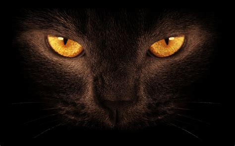 black cat orange eyes