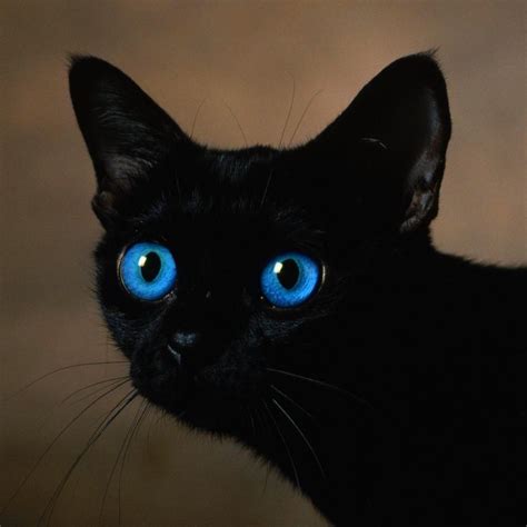 black cats with blue eyes