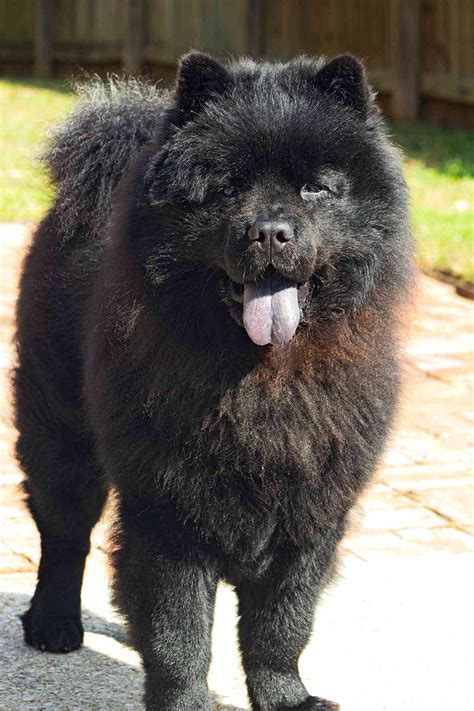 black chow chow dog