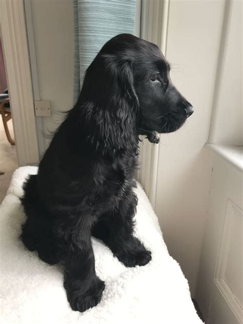 black cocker spaniel puppy