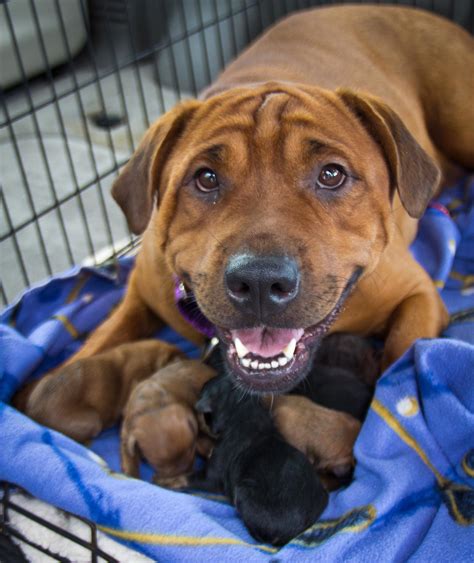 black dog animal rescue cheyenne wy