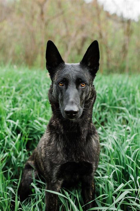 black dutch shepherd