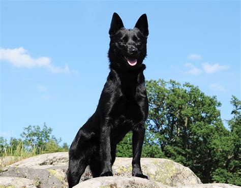 black elkhound