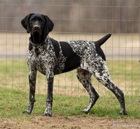 black german shorthaired pointer