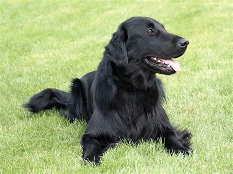 black golden dog