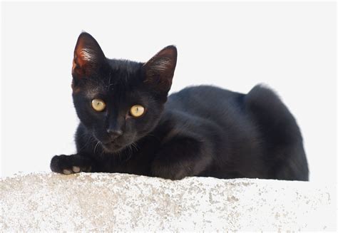 black kitten