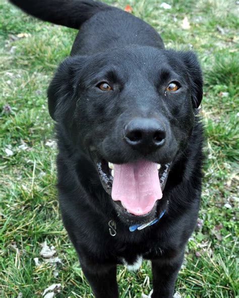 black labrador mix