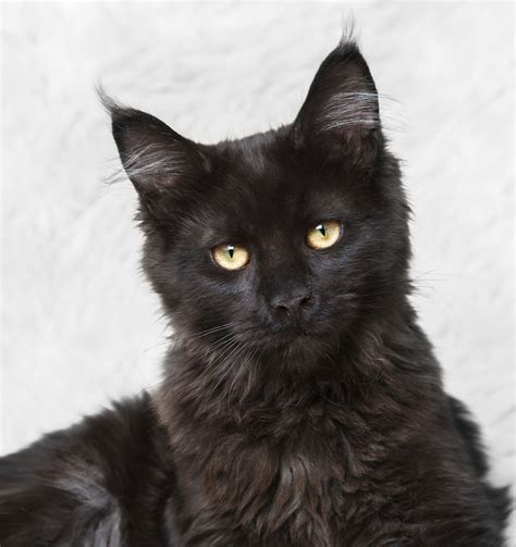 black maine coon cats