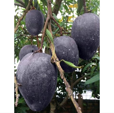 black mango