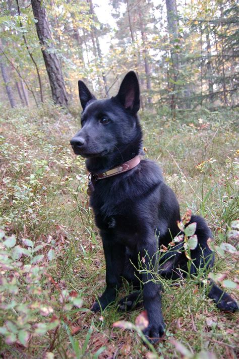 black norwegian elkhound