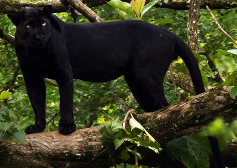 black panther wildlife habits and habitat Kindle Editon