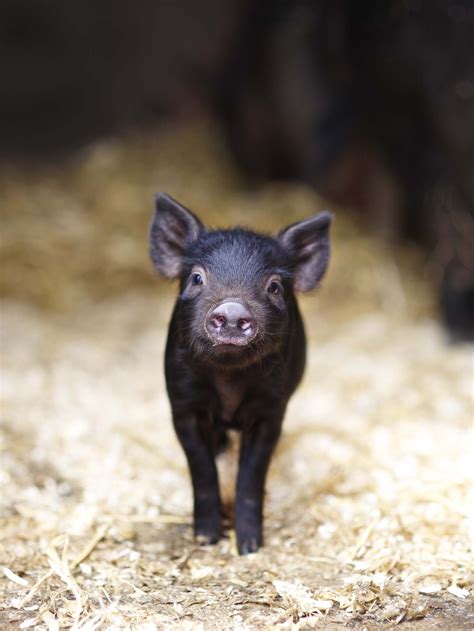 black piglet