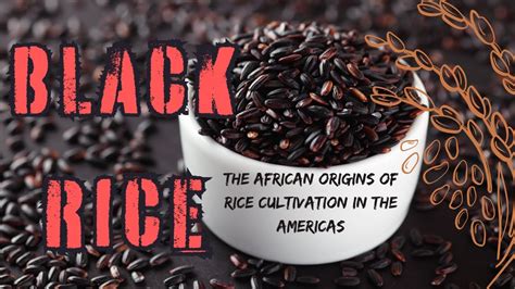 black rice the african origins of rice cultivation in the americas Epub