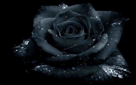 Black Rose Wallpaper