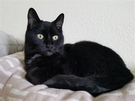 black siamese kitten