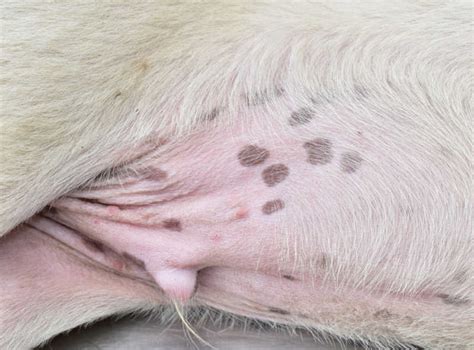 black spots on dog's stomach