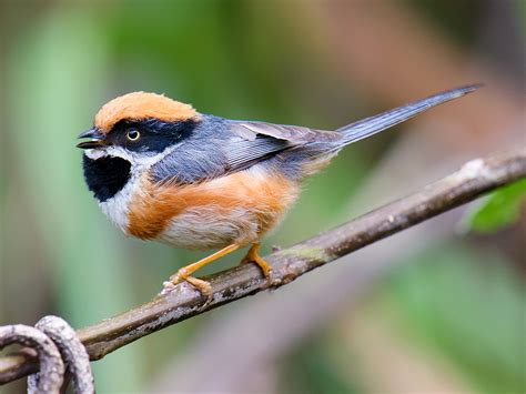 black throated bushtit