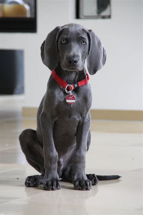 black weimaraner