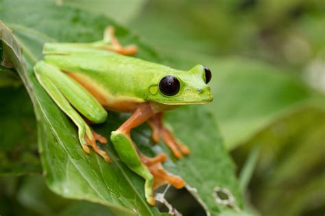 black-eyed tree frog