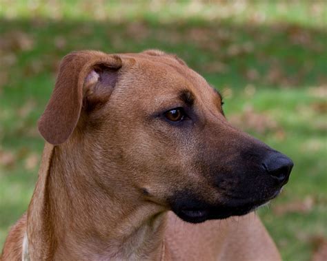 black.mouth cur