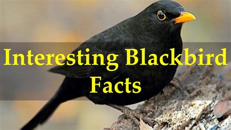 blackbird amazing pictures fun facts on Kindle Editon
