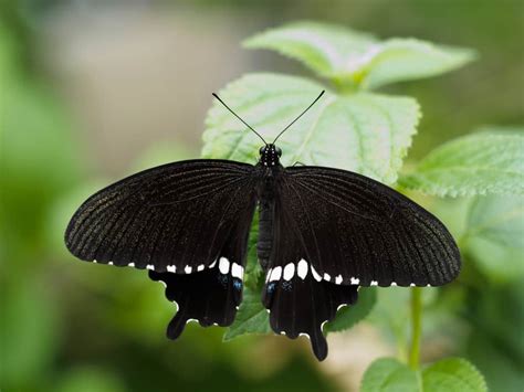 blackbutterfly