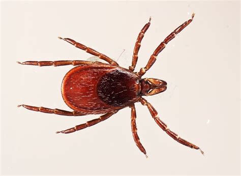 blacklegged tick