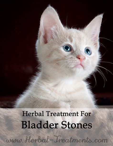 bladder stones in cats treatment