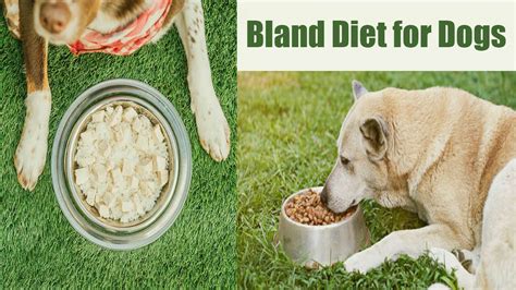 bland diet for puppies