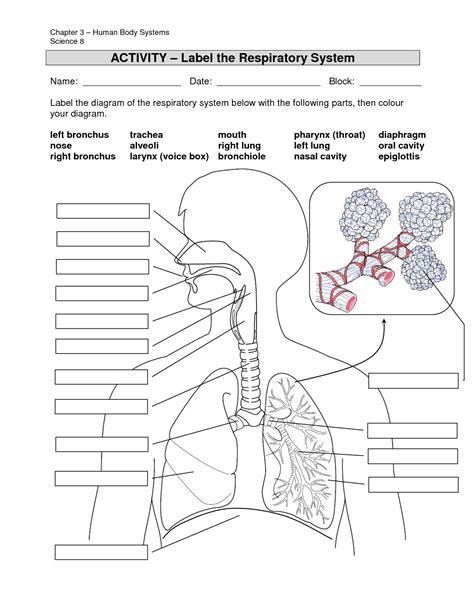 blank diagram of respiratory system to label pdf Kindle Editon