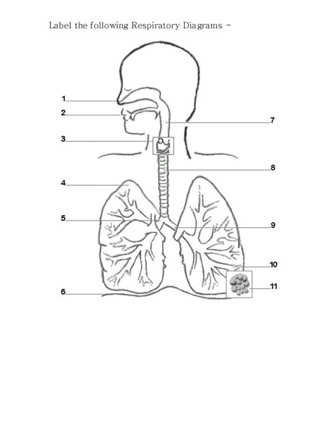 blank diagram of respiratory system to label pdf Kindle Editon