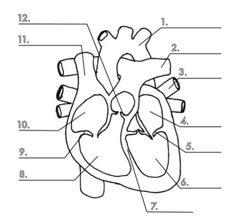 blank heart label diagram Reader