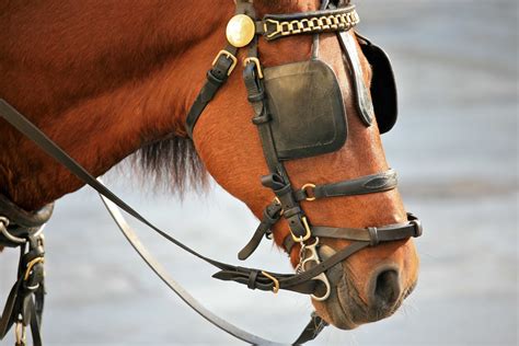 blinkers horse