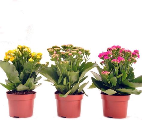bloeiende cactussen en andere vetplanten met 96 afb in klur Doc